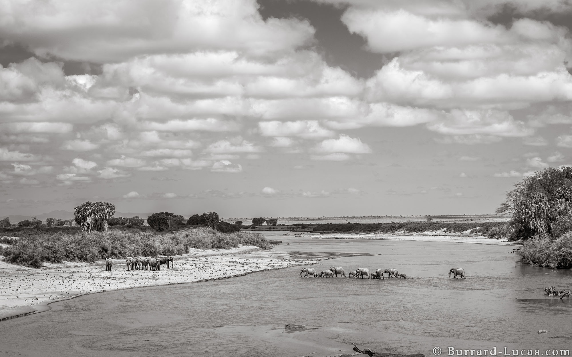 Last Photos of the Elephant Queen