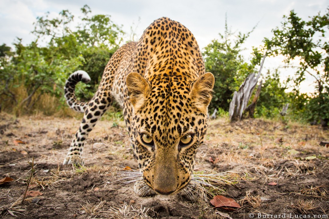 Wildlife Photography Free Online Course