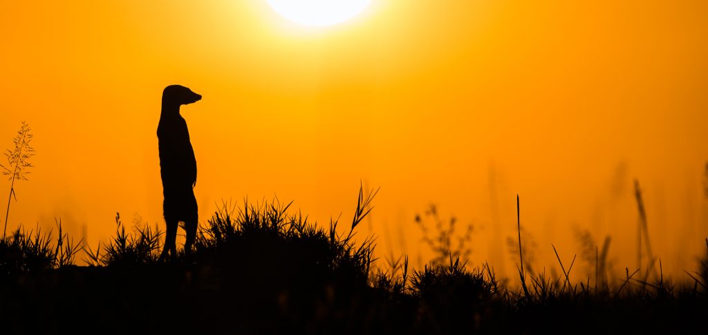Meerkat Wildlife Photo